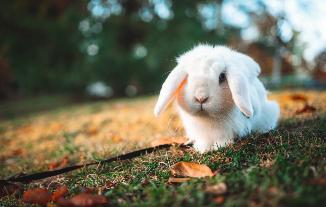 Синдром белого кролика в психологии – как избавиться от привычки опаздывать