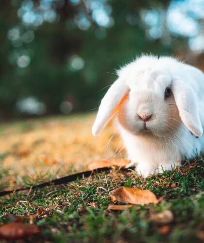 Синдром белого кролика в психологии – как избавиться от привычки опаздывать