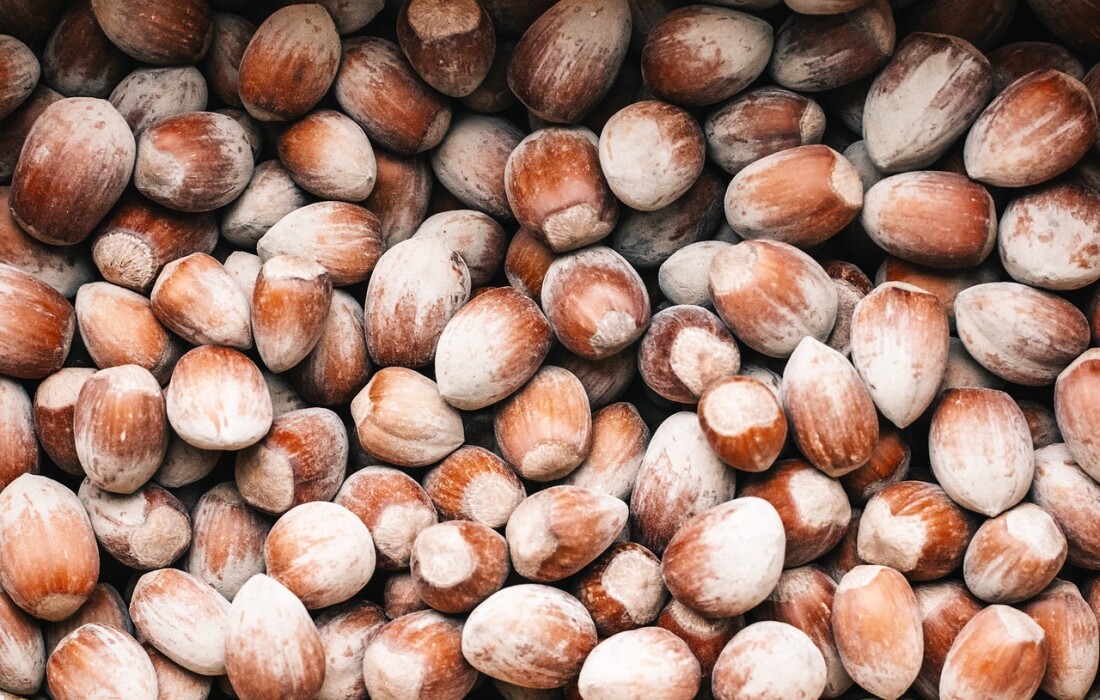 Орехи лещина и их польза для женщин – в чём разница с фундуком