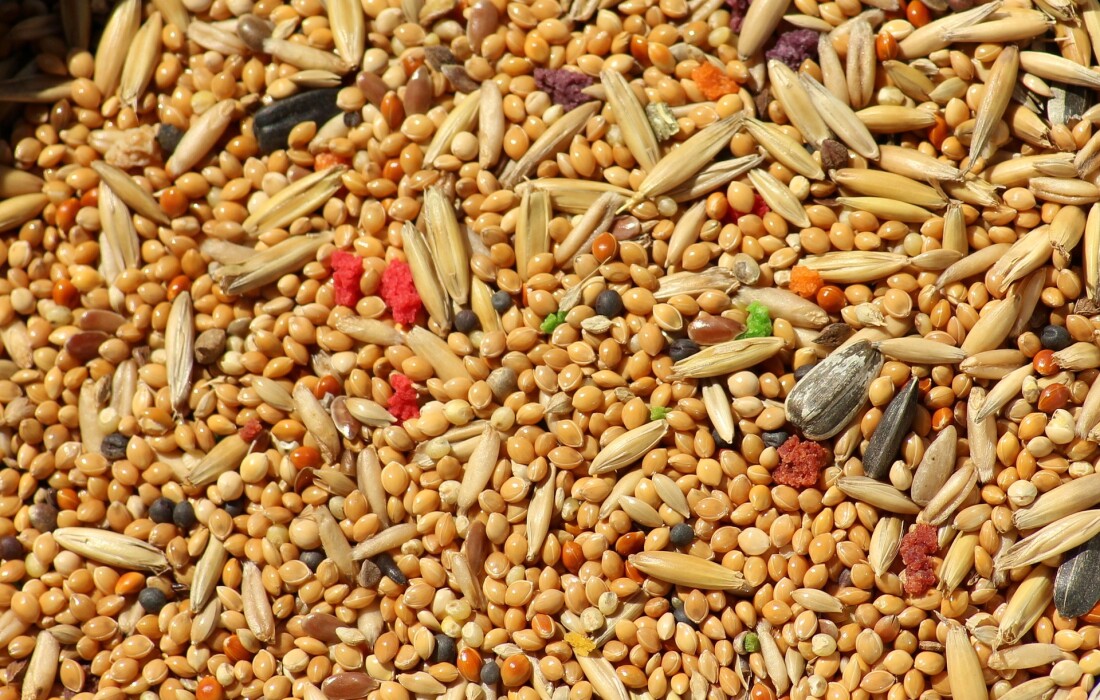 Польза и вред пшеничной каши для здоровья человека