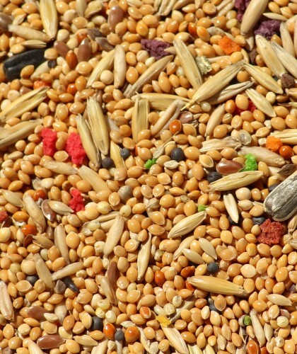 Польза и вред пшеничной каши для здоровья человека