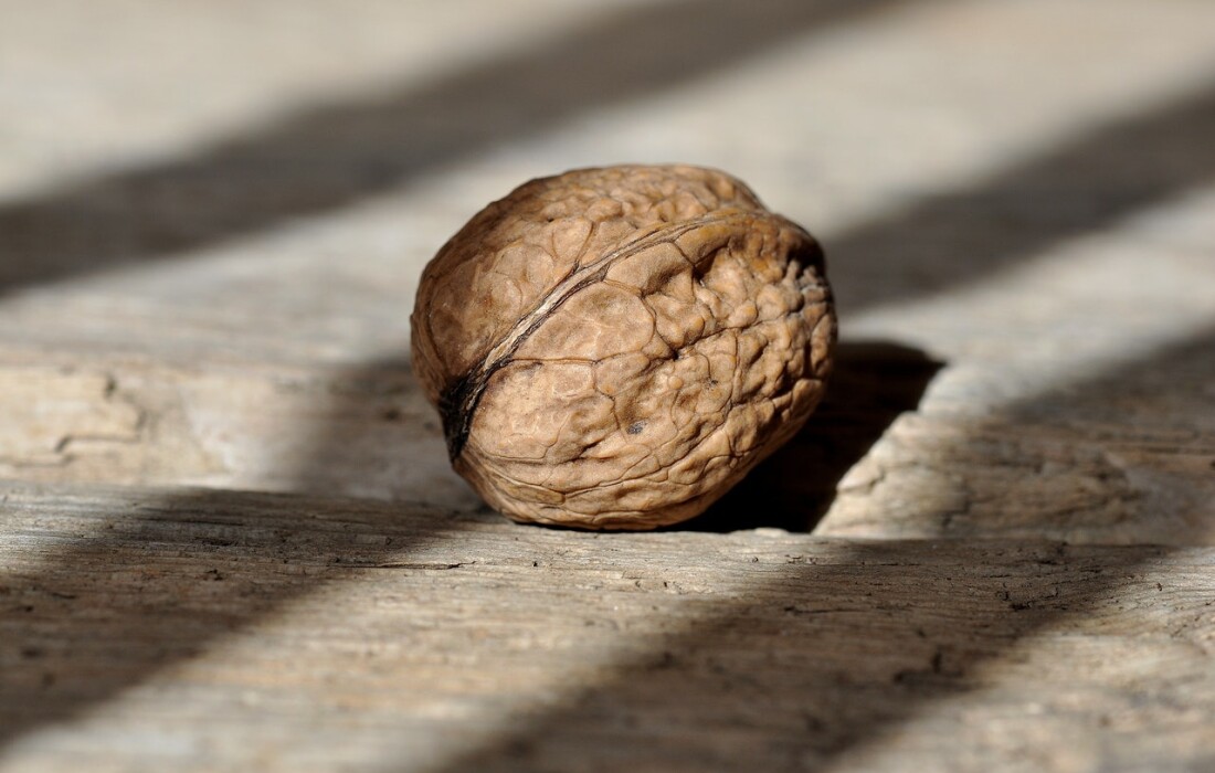 Польза скорлупы грецкого ореха для организма и её вред