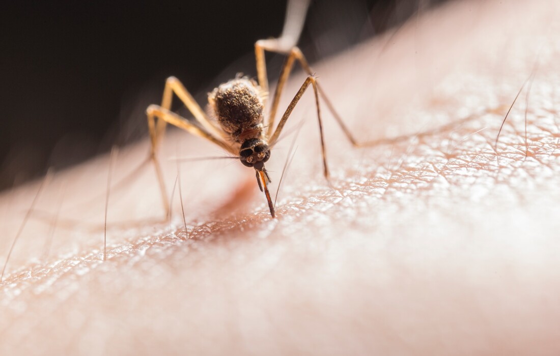 Летняя проблема – что делать после укуса комаров