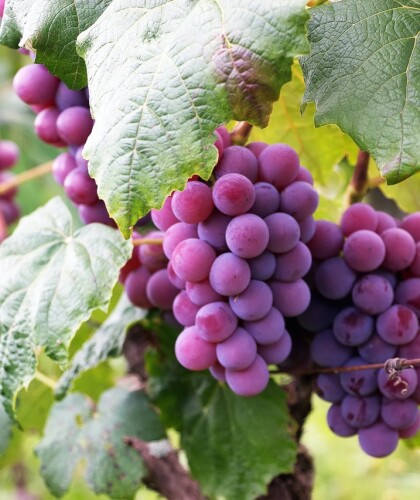 Польза и вред винограда для организма женщин – какая у него калорийность