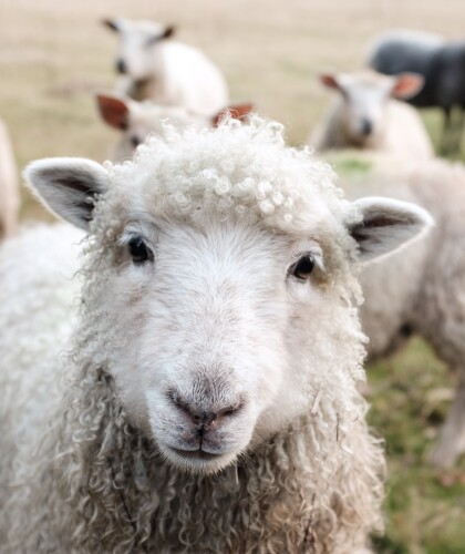 Польза и вред овечьего молока и его отличие от козьего