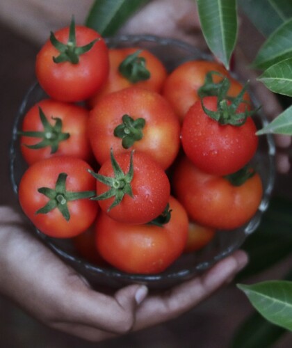 Что такое томатная диета: что можно есть, кроме томатов, и как это делать
