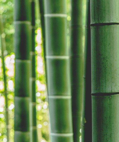 Экстракт бамбука для кожи и волос – каковы его полезные свойства