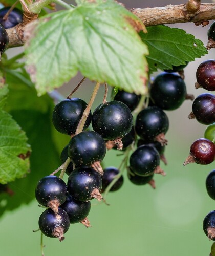 Польза и вред сока и листьев чёрной смородины для организма