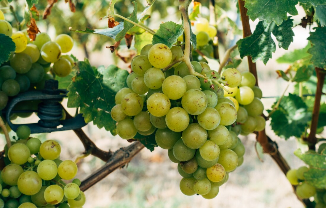 Чем полезно пищевое масло виноградных косточек и как его использовать
