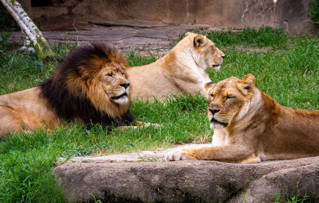 лев и львицы