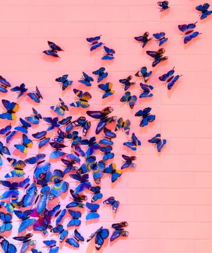 бабочки на розовой стене