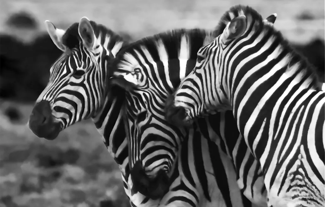 зебры в черно-белом